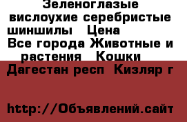 Зеленоглазые вислоухие серебристые шиншилы › Цена ­ 20 000 - Все города Животные и растения » Кошки   . Дагестан респ.,Кизляр г.
